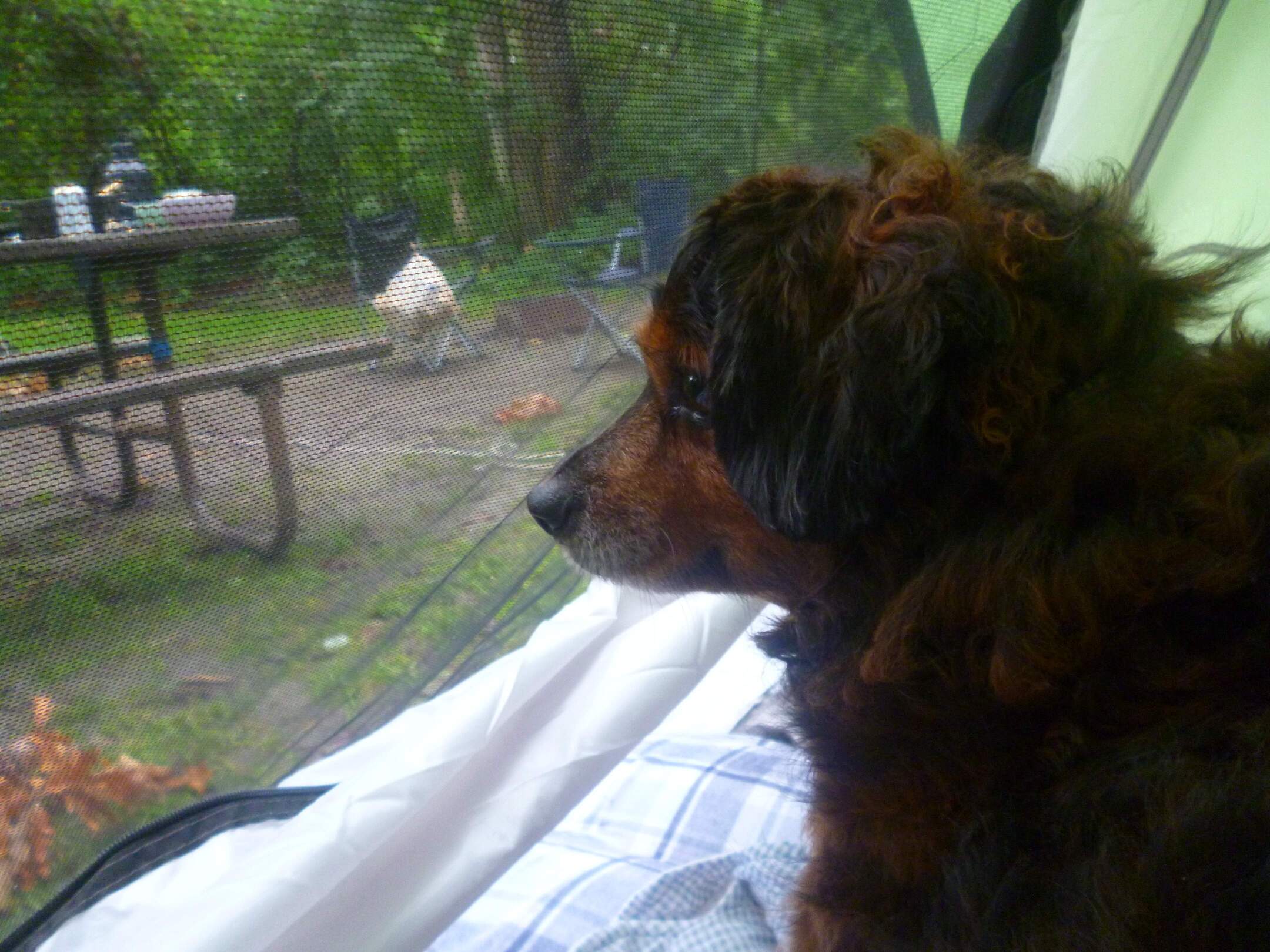 Bobby gazing out of our tent when we were camping