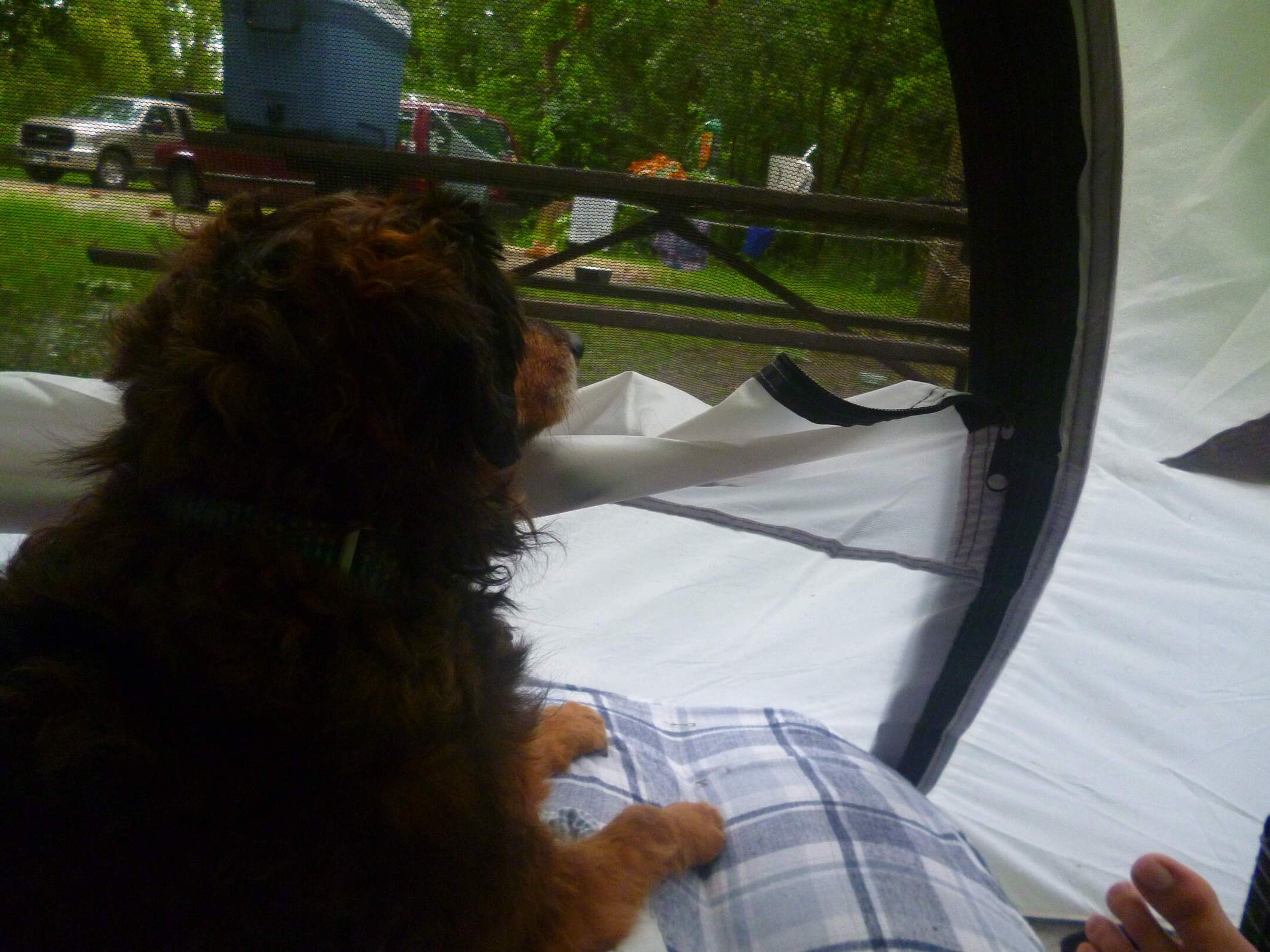 Bobby gazing out of our tent when we were camping