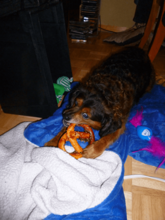 Bobby (dog) eating a pretzel shaped dog treat.