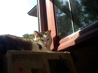 Herman sitting on a box in front of an open window sticking his tongue out.
